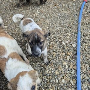 581994087 708267068495389 2978554665687817174 n