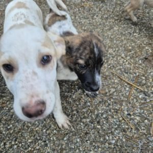 582033935 1356551292664079 7243523202105332368 n