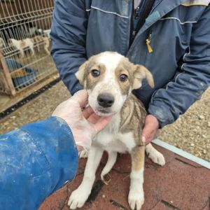 582519697 854399304193009 4615883881190444692 n