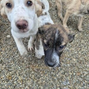 582747230 1203614404993161 7599441294921465480 n