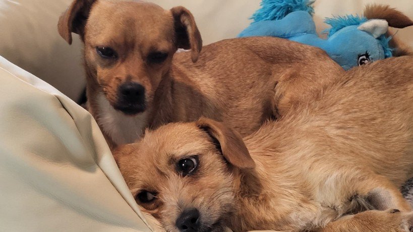 FB IMG 1763291517469 copy 819x461