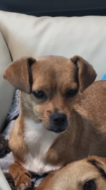 FB IMG 1763291542371 copy 461x819