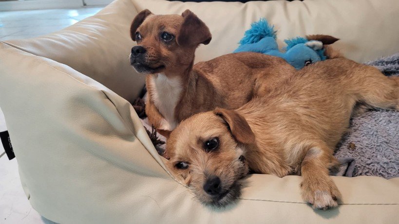 FB IMG 1763291550288 copy 819x461