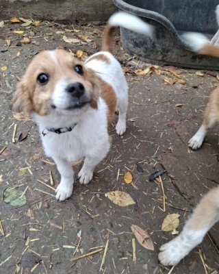 Hanuta (G) Hanuta (G)