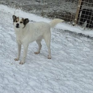 Shanti (BV) Shanti (BV)