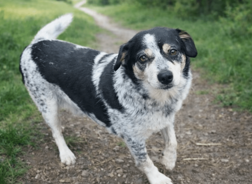 2026 01 06 10 43 01 PPM 22 Project Initiation Document E Invoicing Hungary.pptx PowerPoint