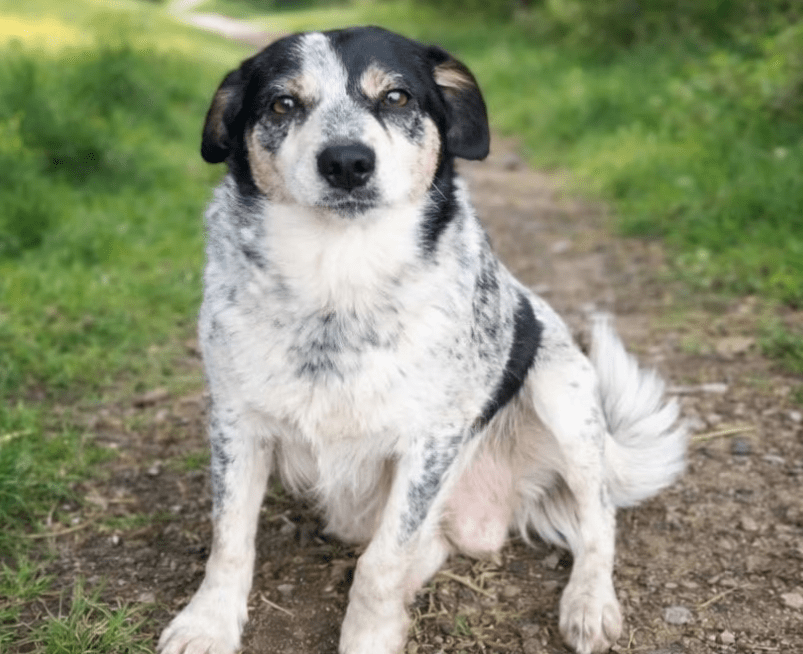 2026 01 06 10 43 11 PPM 22 Project Initiation Document E Invoicing Hungary.pptx PowerPoint