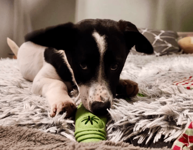 2026 01 31 16 45 32 Zellbiologie OneNote