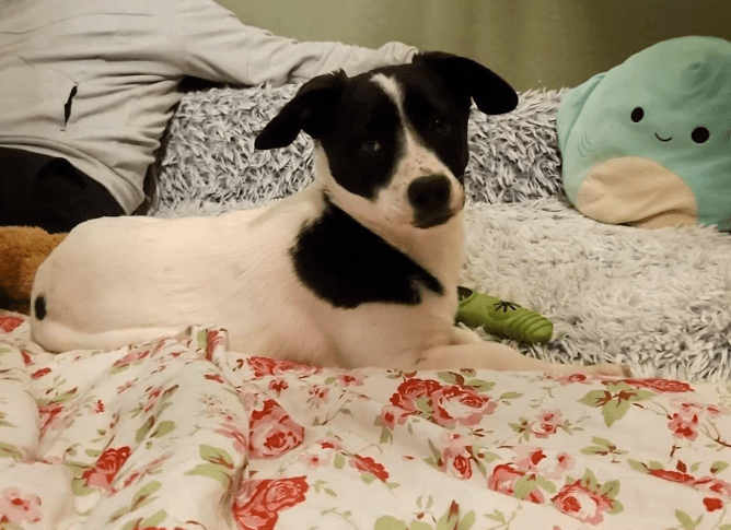 2026 01 31 16 45 40 Zellbiologie OneNote