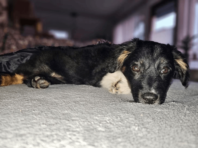 2026 02 09 08 40 33 Newsletter Subscription Nachricht (HTML) (Schreibgeschützt)