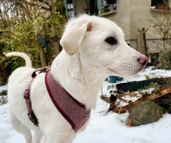 2026 02 13 11 12 05 SMC2SAPEmarsys Process Description.pptx PowerPoint