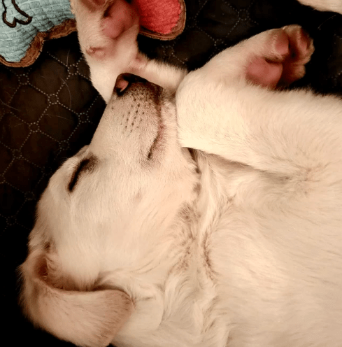 2026 02 13 11 12 31 SMC2SAPEmarsys Process Description.pptx PowerPoint