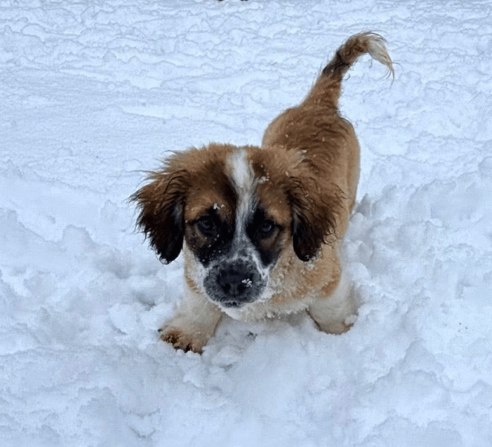 2026 03 03 13 11 29 Chat Baumgarten, Magnus, Moritz Kramer (DE) Microsoft Teams