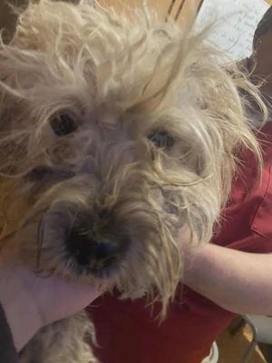 586554527 25320937790880142 7772215485321835342 n