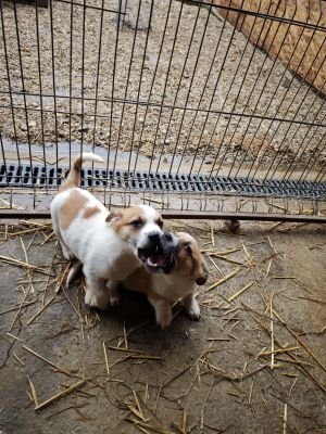 592155846 2693198267731325 5446191847091539067 n