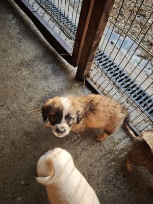 593475355 2119813211885399 4987856773870290421 n