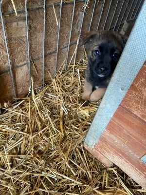 597147660 1488421838928742 1612348264269801013 n