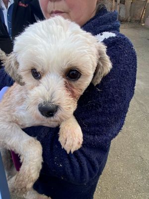 597234337 1824239324929151 7825478046129707717 n