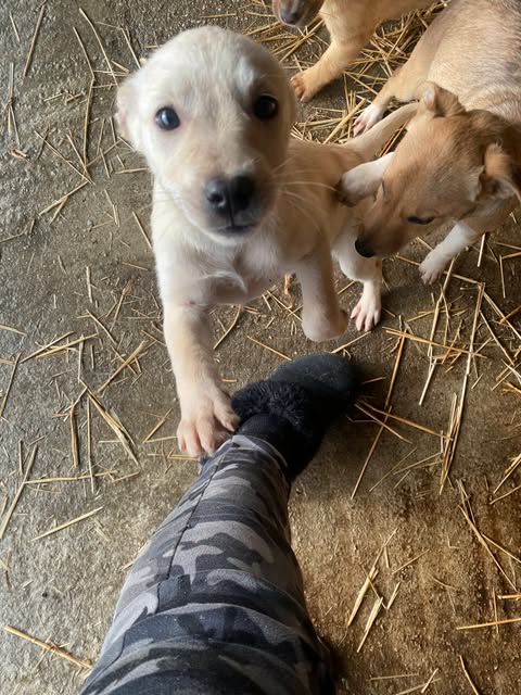 597392027 2701062120278273 3503325155490600819 n