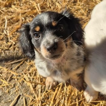 597555061 1996172624582627 8333260747583829996 n