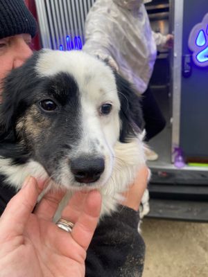 597674628 2652107861815255 4982822761401284085 n