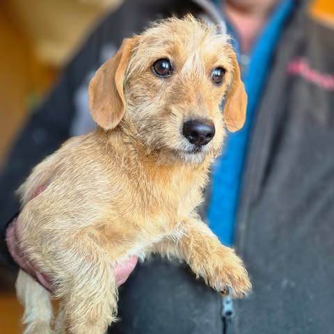 599525483 25509720945335158 3682738612608687504 n