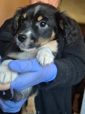 601964280 25508483308792255 389687136498850054 n