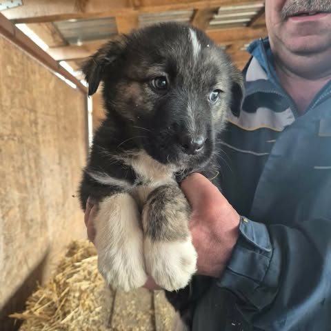 604669434 25556744627299456 8051459294085239370 n