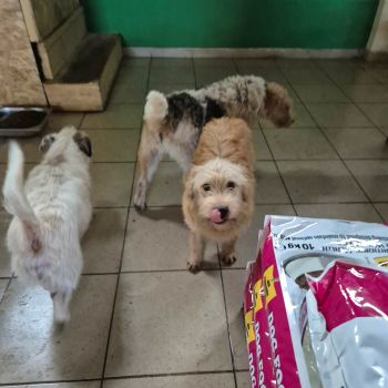 623107384 877658471775332 4683694549109457136 n