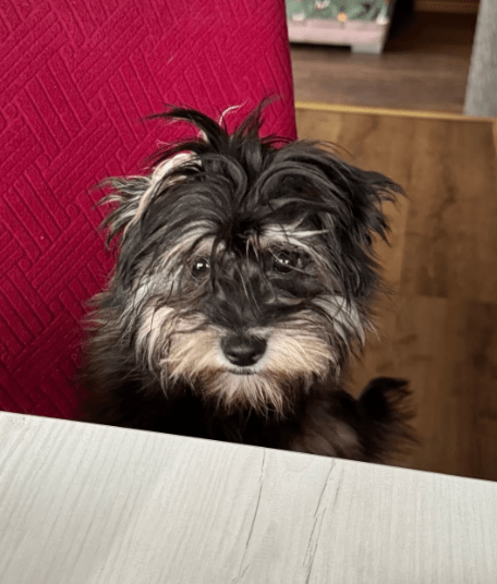 2026 01 26 10 48 59 Posteingang Sina.Rieke Kroeger@oetker.com Outlook