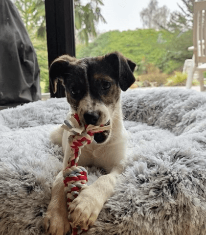 2026 01 31 16 43 10 Zellbiologie OneNote