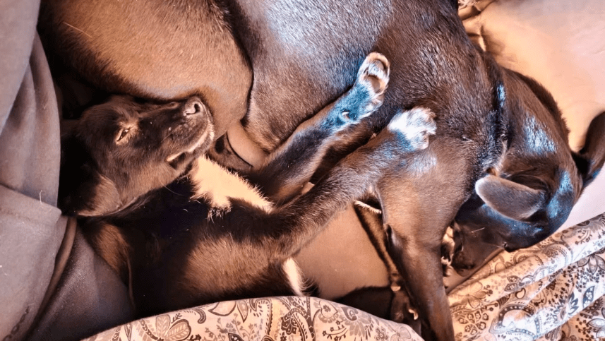 2026 01 31 16 47 03 Zellbiologie OneNote