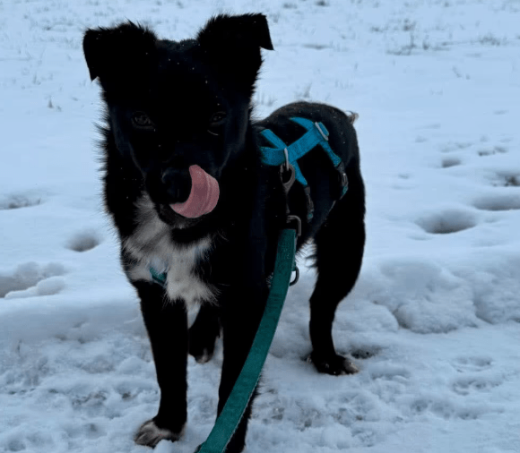 2026 01 31 16 47 21 Zellbiologie OneNote