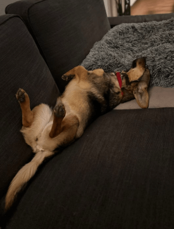 2026 01 31 16 49 13 Zellbiologie OneNote