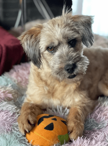 2026 01 31 16 54 39 Zellbiologie OneNote