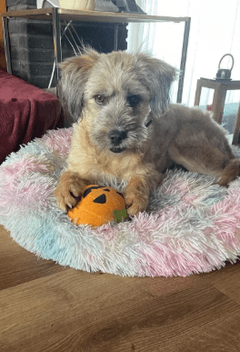 2026 01 31 16 54 54 Zellbiologie OneNote