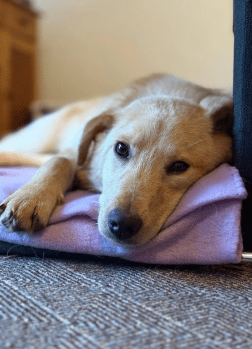 2026 01 31 16 56 42 Zellbiologie OneNote