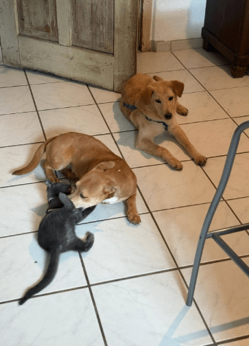 2026 01 31 16 56 51 Zellbiologie OneNote