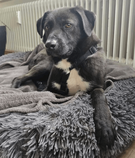 2026 01 31 16 58 52 Zellbiologie OneNote