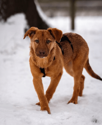 2026 02 06 18 30 25 Newsletter Subscription Nachricht (HTML) (Schreibgeschützt)