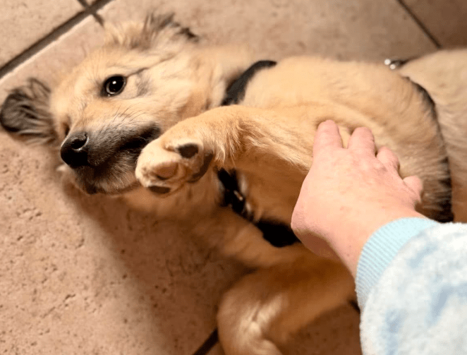 2026 02 09 08 55 50 Newsletter Subscription Nachricht (HTML) (Schreibgeschützt)