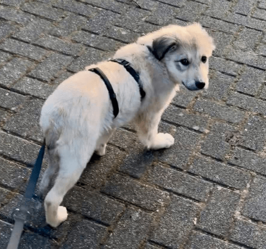 2026 02 09 08 58 01 Newsletter Subscription Nachricht (HTML) (Schreibgeschützt)