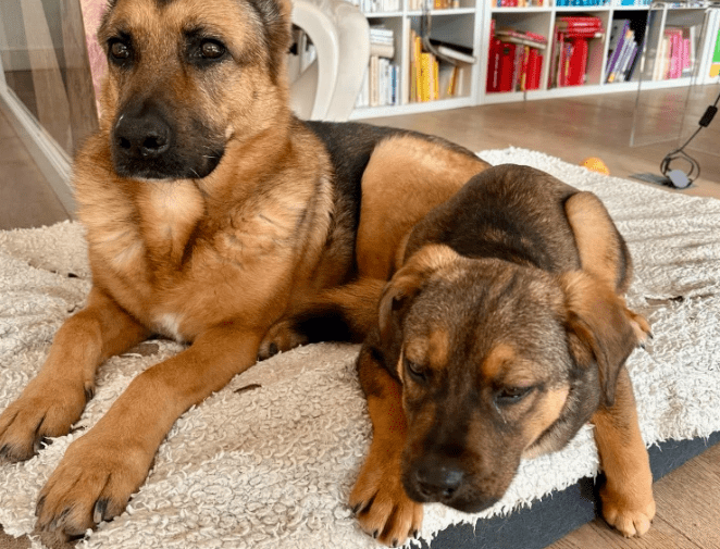 2026 02 13 11 06 42 SMC2SAPEmarsys Process Description.pptx PowerPoint