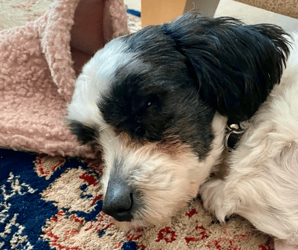 2026 02 13 11 09 58 SMC2SAPEmarsys Process Description.pptx PowerPoint