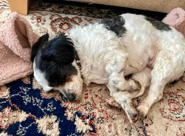 2026 02 13 11 10 54 SMC2SAPEmarsys Process Description.pptx PowerPoint