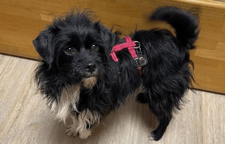 2026 02 13 11 17 55 SMC2SAPEmarsys Process Description.pptx PowerPoint