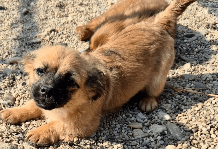 2026 03 20 08 36 59 PPM Project Initiation Document.pptx PowerPoint