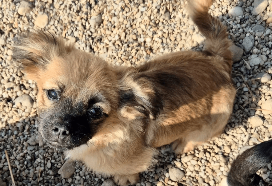 2026 03 20 08 37 05 PPM Project Initiation Document.pptx PowerPoint