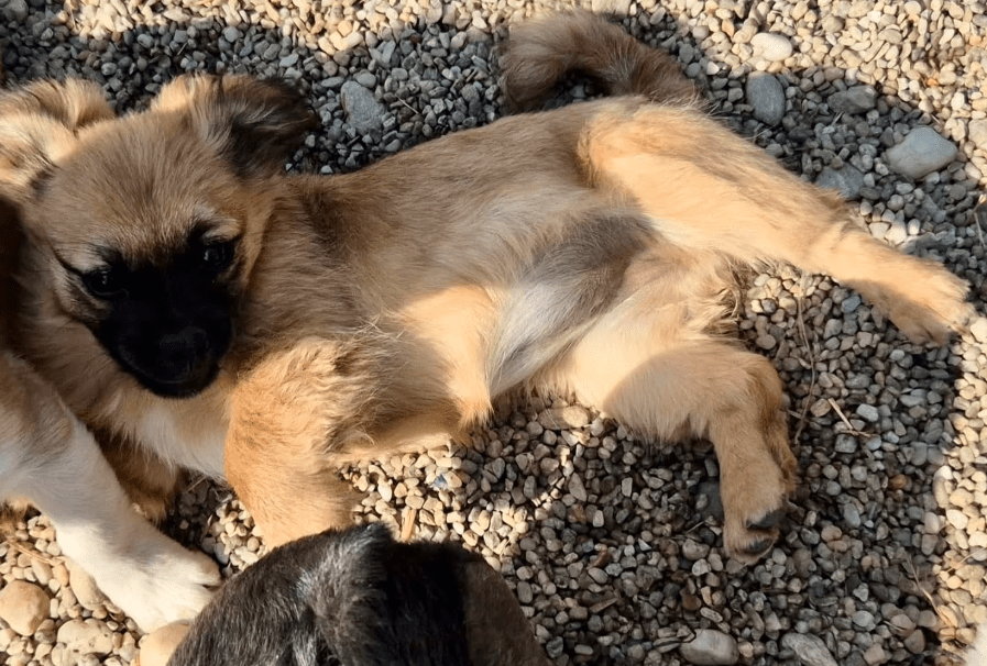 2026 03 20 08 37 10 PPM Project Initiation Document.pptx PowerPoint