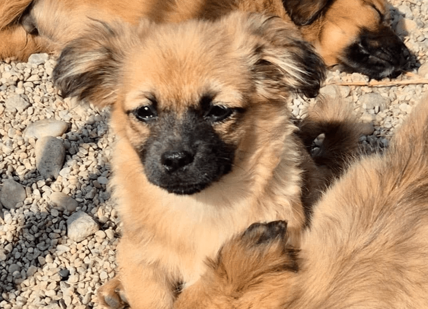 2026 03 20 08 37 14 PPM Project Initiation Document.pptx PowerPoint